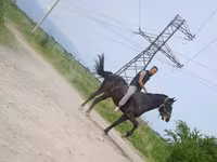 Hengst, Standardbred — Foto 3