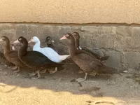Ducks — photo 3