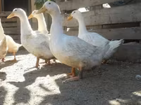 Ducks — zdjęcie 5
