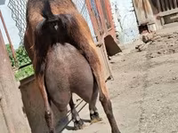 Bak, Alpine goat — 5. fotó