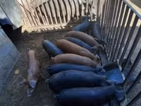 خنزير ذكر, الخنازير — الصورة 1