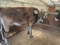 Tehén, Holstein fajta — 3. fotó