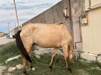 Kanca, Azerbaijan horse — 4. fotó