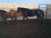 حصان, Kushum Horse — الصورة 4