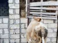 Buğa, Mal-qara — foto 1