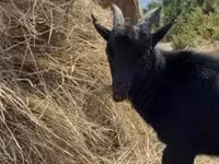 公山羊, Dutch Landrace goats — 照片 4