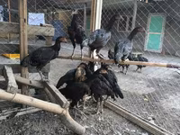 Chickens — 3. fotó