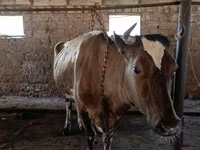 Krowa, Simmental cattle — zdjęcie 3
