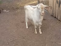 Bak, Saanen goat — 1. fotó