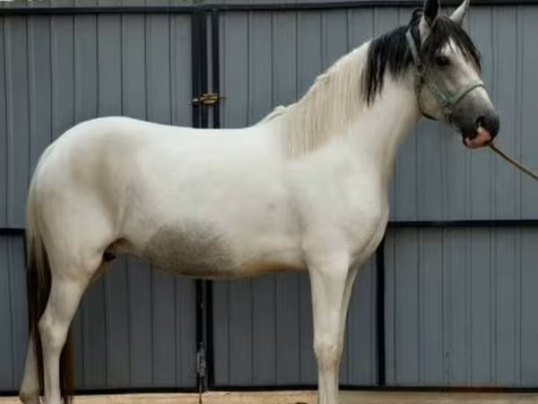 Horse (M), Horses — Hungary