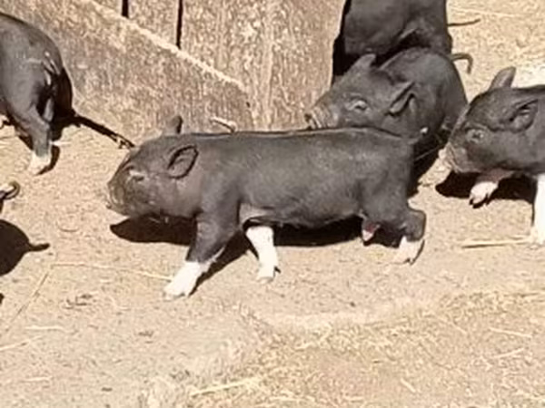 Pigs (batch, sex not specified), Pigs — Hungary