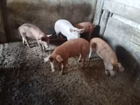 Sow, Pigs — photo 1