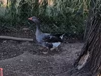 Geese — الصورة 1