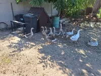 Geese — फ़ोटो 2
