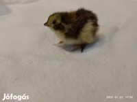 Quails — foto 1