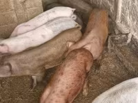 Schweine (Partie, Geschlecht nicht angegeben), Дюрок — Foto 2