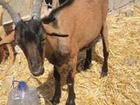 تيس, Alpine goat — الصورة 2
