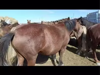 Yegua, Caballos — foto 3