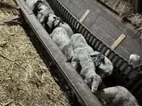 母羊, Sheep — 照片 1