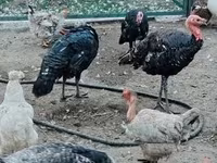 Turkeys — फ़ोटो 7