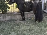 Hing, Australian Pony — 4. fotó