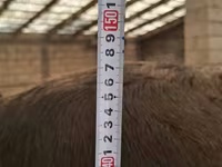 Tehén, Swiss cattle — 7. fotó