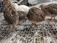Quails — foto 3