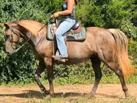 घोड़ी, Kentucky mountain daddle horse — फ़ोटो 8