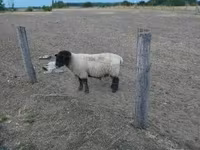 मेढ़ा, White Suffolk sheep — फ़ोटो 1