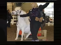 Stute, Miniature horse — Foto 1