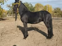 Cavalo, Friesian — foto 2