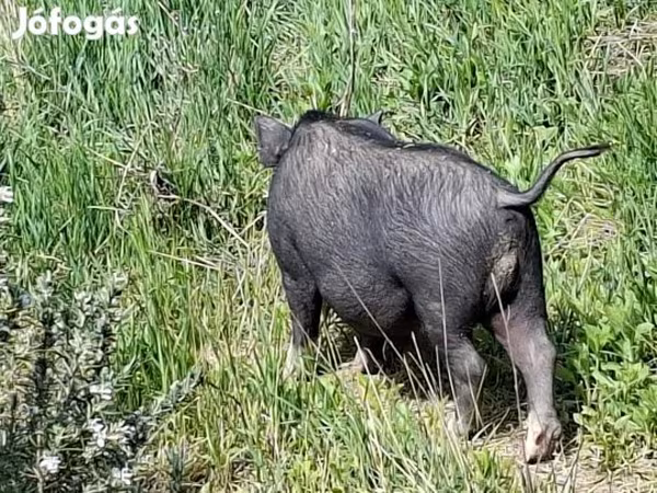 Boar, Вьетнамская вислобрюхая