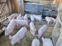 Boar, Pigs — photo 6