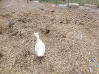 Niemiecki Pekin — zdjęcie 3