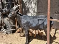 Bak, Alpine goat — 7. fotó