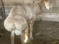 Baran, Edilbay sheep — zdjęcie 2