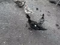 Ducks — 1-сурет