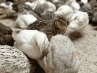 Quails — photo 2