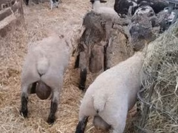 Ram, White Suffolk sheep