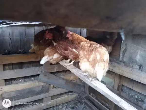 Chickens