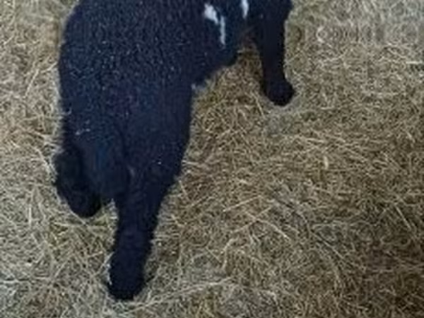 Qoç, Wallis Country sheep
