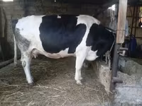 Cow, Russian Black pied cattle — photo 8