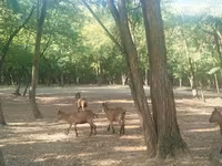 Kozel, Kozy — foto 5