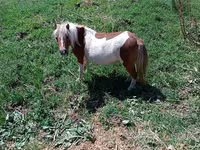 Kanca, Australian Pony — 4. fotó