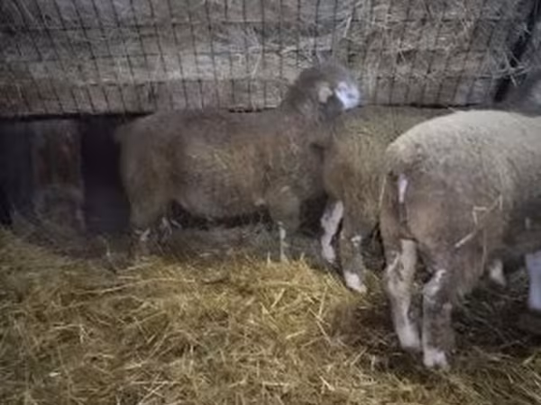 Kos, Ile-de-France sheep