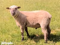 Kos, Shroshire sheep — 2. fotó