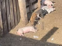 Sow, Pigs — photo 2