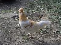 Chickens — photo 2