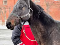 Jument, Akhal-Teke — photo 1