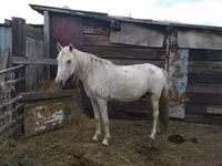Mare, Horses — photo 1